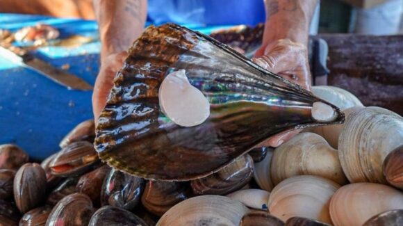 Protegen el callo de hacha en Bahía Kino, Sonora: Un esfuerzo por la conservación