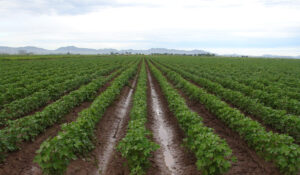 Baja rentabilidad obliga a productores de Guaymas y Empalme a recortar siembra