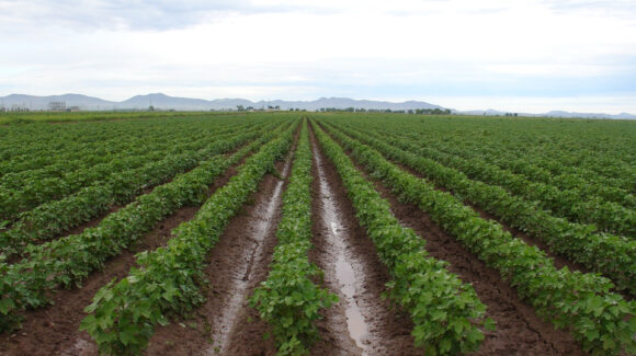 Baja rentabilidad obliga a productores de Guaymas y Empalme a recortar siembra