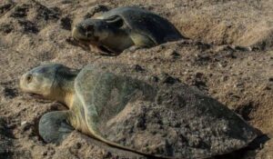 Resguardan más de 28 mil huevos en campos tortugueros de Tamaulipas