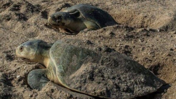 Resguardan más de 28 mil huevos en campos tortugueros de Tamaulipas