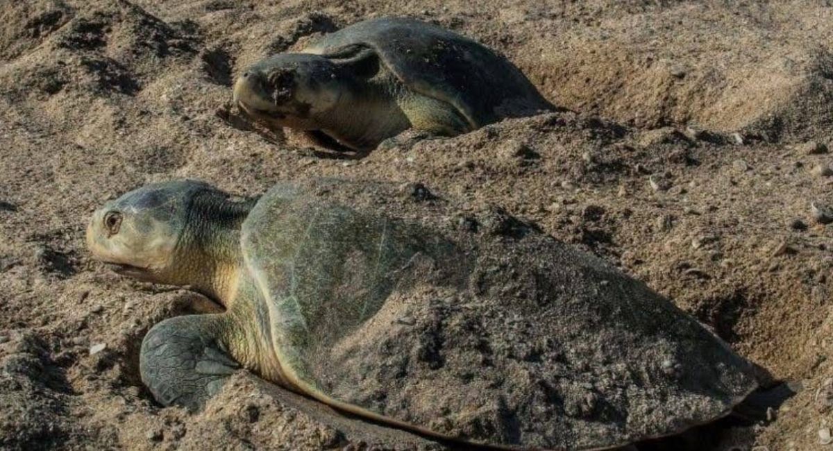Resguardan más de 28 mil huevos en campos tortugueros de Tamaulipas