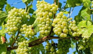 Sader Sonora estima producción de 16 millones de cajas de uva de mesa en Hermosillo