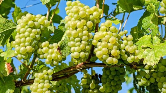 Sader Sonora estima producción de 16 millones de cajas de uva de mesa en Hermosillo