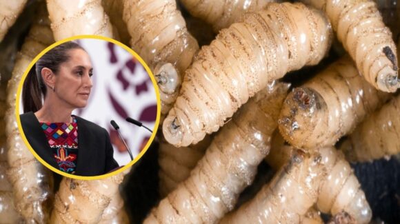 Gusano barrenador en México: Planta de moscas estériles abriría en junio, dice Sheinbaum