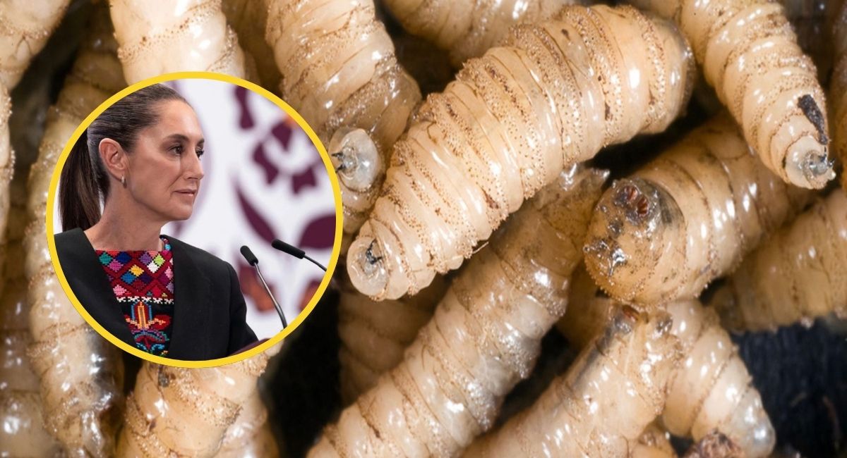 Sheinbaum reporta avances contra gusano barrenador