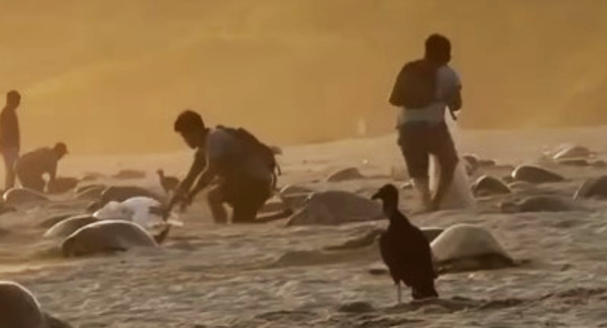 Alerta en Oaxaca: Captan en VIDEO momento en que saquean nidos de tortugas en santuario marino