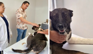 Llega el apoyo para perrito ‘Toto’; Ayuntamiento de Navojoa brinda atención médica