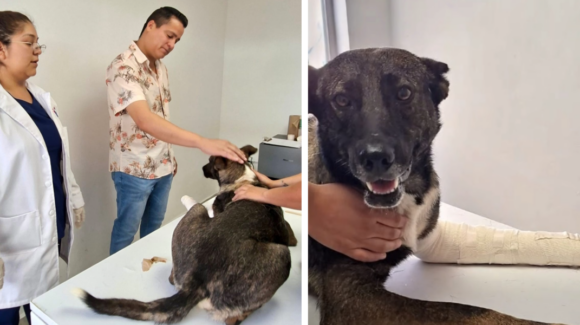 Llega el apoyo para perrito ‘Toto’; Ayuntamiento de Navojoa brinda atención médica