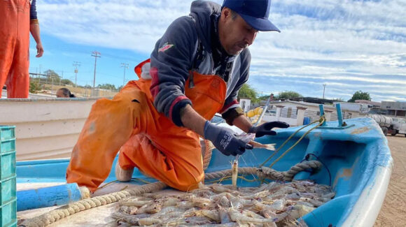 El optimismo por el camarón crece entre productores, afirma Castro Cosío