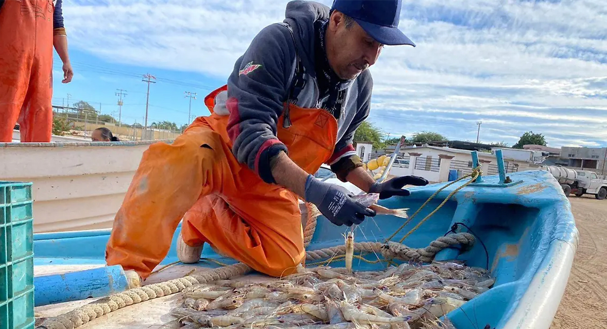 El optimismo por el camarón crece entre productores, afirma Castro Cosío