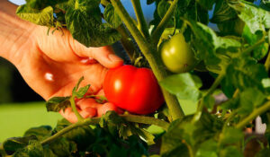 El precio del tomate en Sonora alcanza niveles históricos por factores nacionales e internacionales