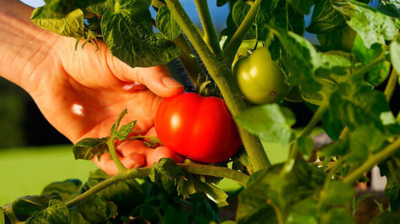 El precio del tomate en Sonora alcanza niveles históricos por factores nacionales e internacionales