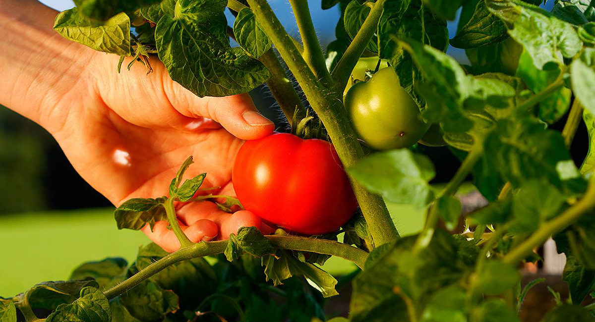 El precio del tomate en Sonora alcanza niveles históricos por factores nacionales e internacionales