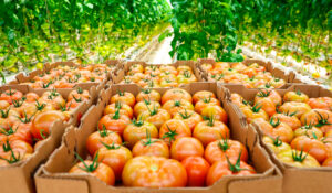 Cambio climático eleva riesgo de alza en productos básicos, advierten productores