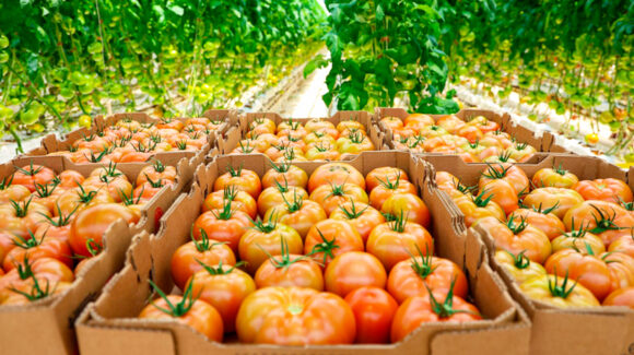 Cambio climático eleva riesgo de alza en productos básicos, advierten productores