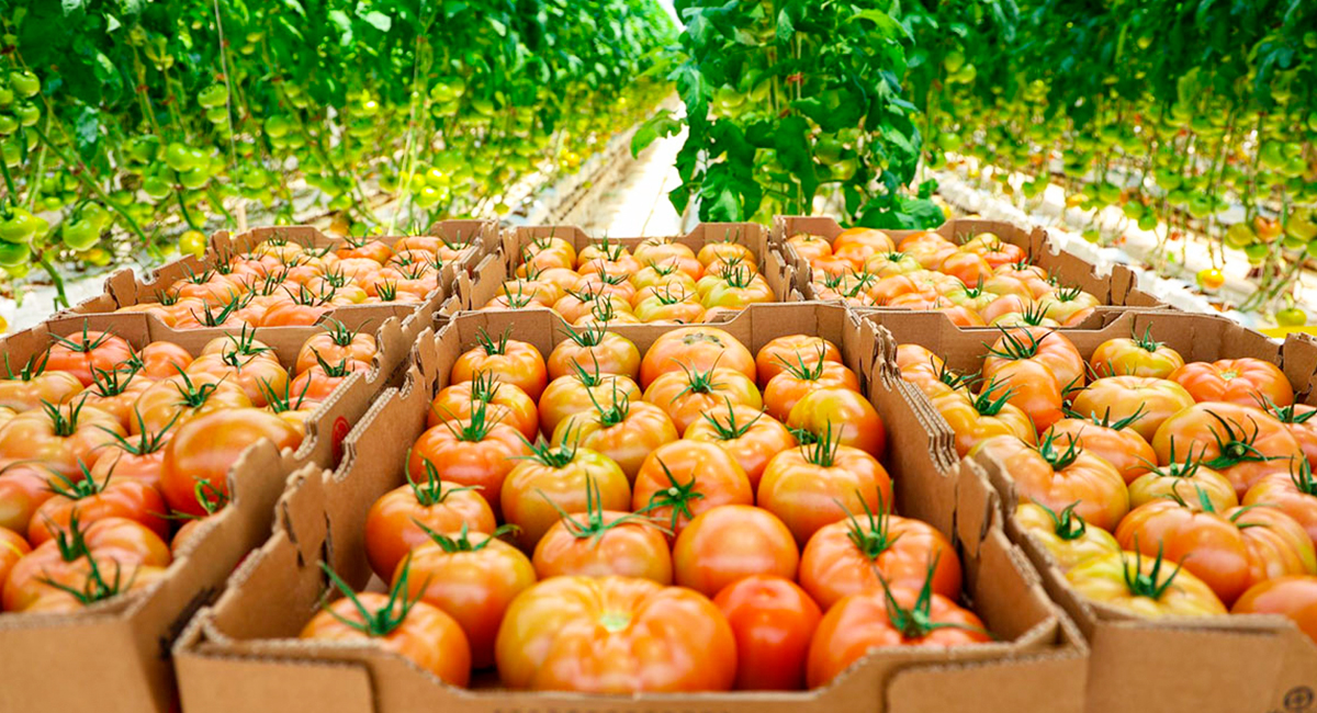 Cambio climático eleva riesgo de alza en productos básicos, advierten productores