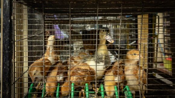 Venta irregular de animales persiste en mercado de Sonora