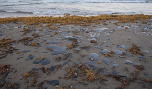 Veracruz sigue en alerta: Continúa la llegada de hidrocarburo; reportan afectaciones en 81 playas