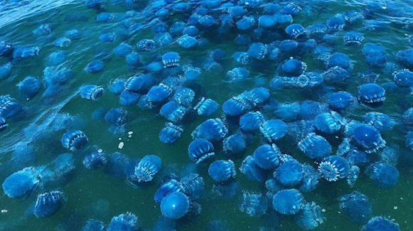 Temporada de aguamala se torna muy incierta para sector ribereño en Guaymas