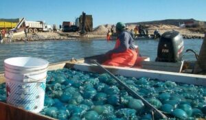 Costos de producción se disparan en pesquerías de Empalme