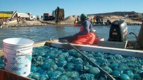 Costos de producción se disparan en pesquerías de Empalme