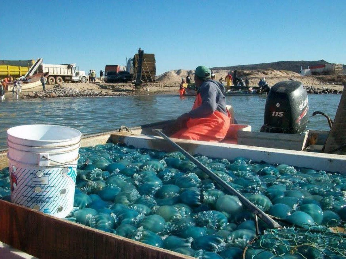 Costos de producción se disparan en pesquerías de Empalme