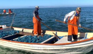 Aguamala impulsa economía en Guaymas ante alta demanda internacional