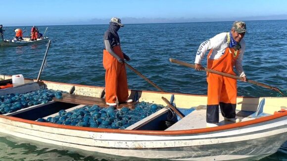Aguamala impulsa economía en Guaymas ante alta demanda internacional