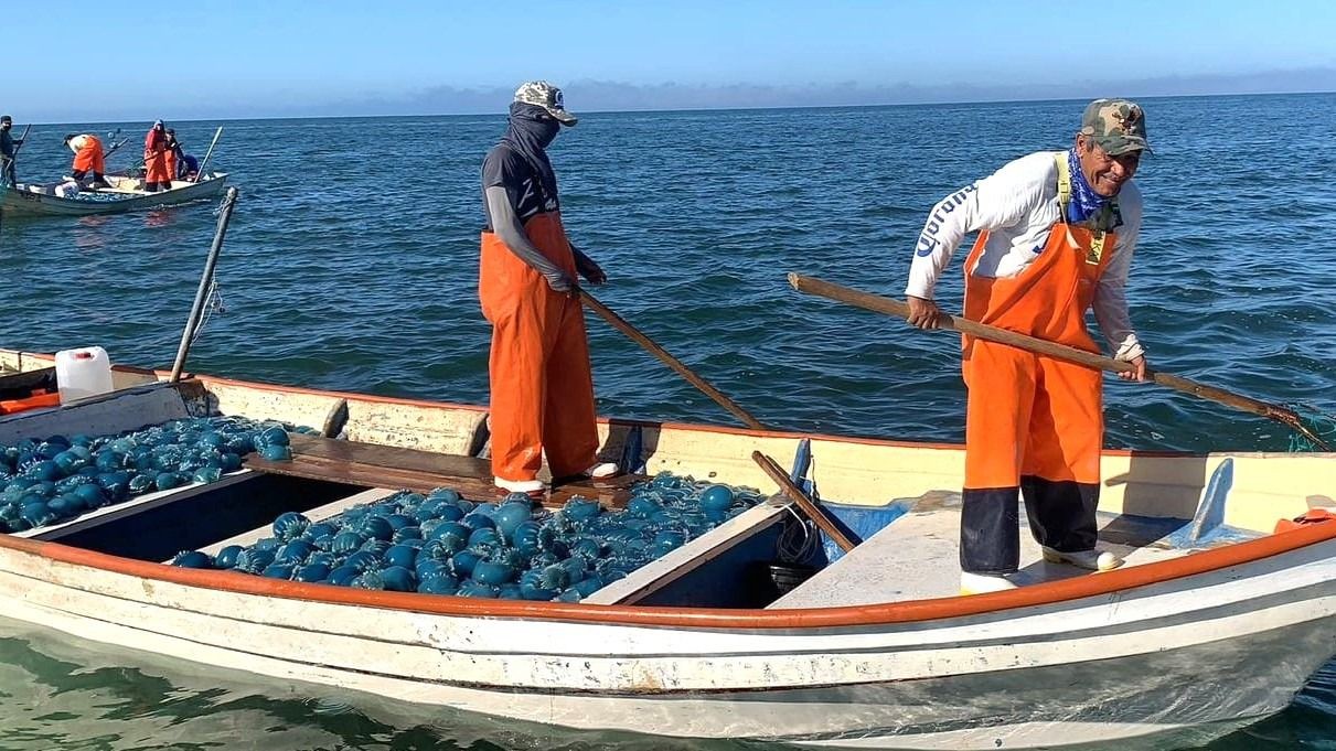 Aguamala impulsa economía en Guaymas ante alta demanda internacional