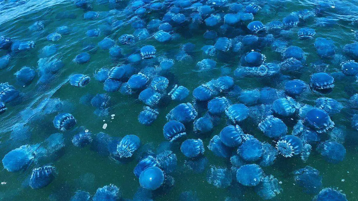 Temporada de aguamala se torna muy incierta para sector ribereño en Guaymas