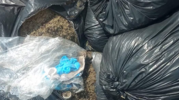 Era sargazo: Comenta Semar ante reporte de bolsas con hidrocarburos en playas de Veracruz