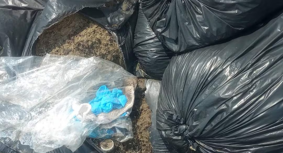 Era sargazo: Comenta Semar ante reporte de bolsas con hidrocarburos en playas de Veracruz