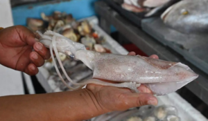 Guerra en Medio Oriente afecta la comercialización de calamar en Guaymas