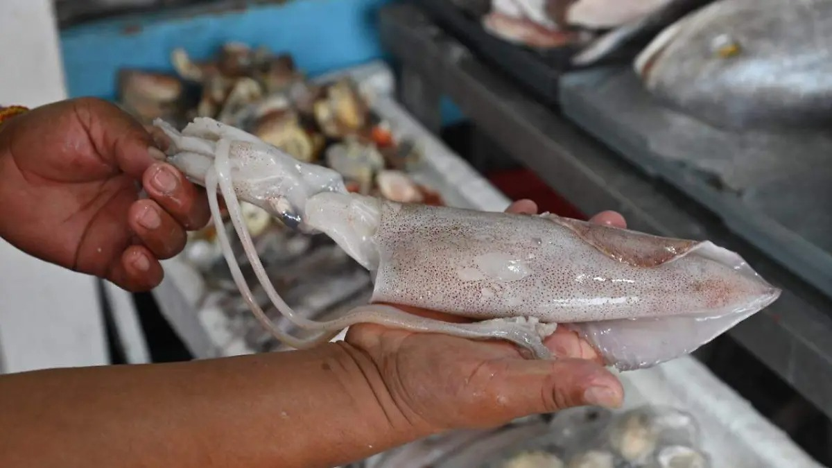 Guerra en Medio Oriente afecta la comercialización de calamar en Guaymas
