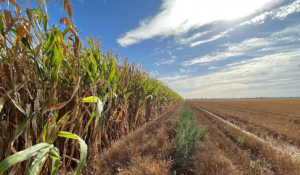 Hortalizas al rescate del valle: Generar empleos y economía en Cajeme