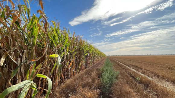 Hortalizas al rescate del valle: Generar empleos y economía en Cajeme