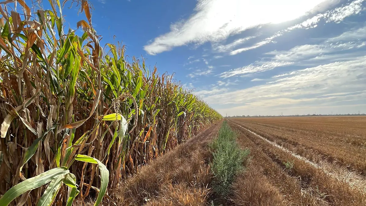 Hortalizas al rescate del valle: Generar empleos y economía en Cajeme