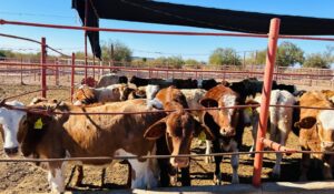 Destacan papel de médicos veterinarios en la sanidad ganadera y estatus sanitario del estado en Hermosillo