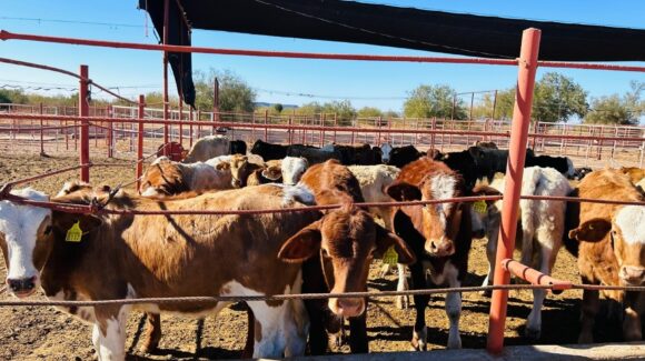 Destacan papel de médicos veterinarios en la sanidad ganadera y estatus sanitario del estado en Hermosillo