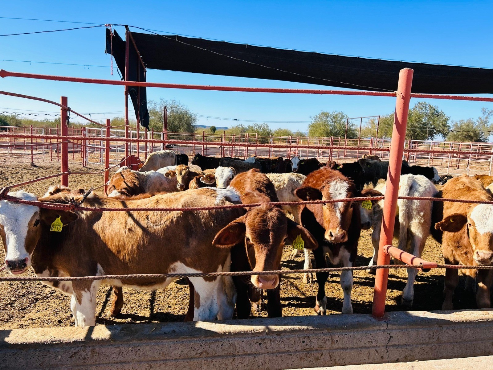 Destacan papel de médicos veterinarios en la sanidad ganadera y estatus sanitario del estado en Hermosillo