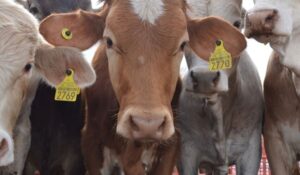 Negociaciones T-MEC: Ebrard abordará tema de exportación de ganado con EU, pero no es clave