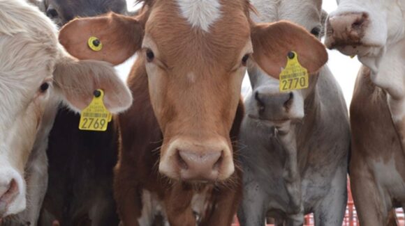 Negociaciones T-MEC: Ebrard abordará tema de exportación de ganado con EU, pero no es clave