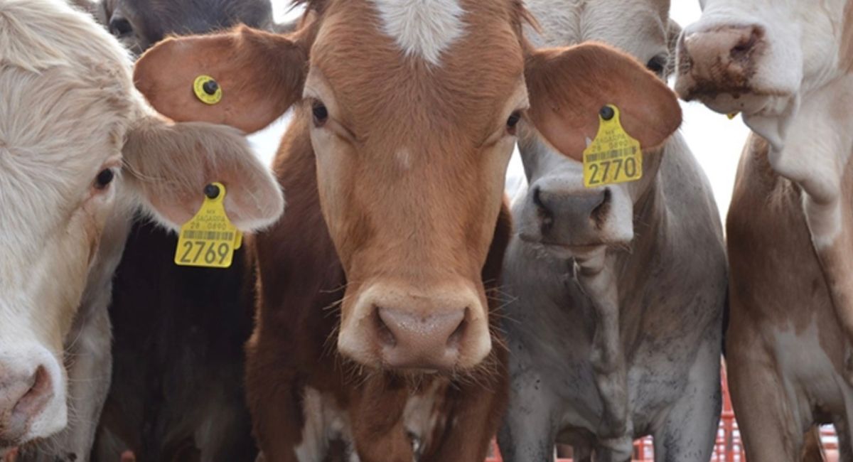 Reapertura de exportación de ganado a EU sigue sin fecha; continúan diálogos