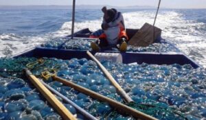 “Están matando todo tipo de animalitos”: Pescadores de Guaymas denuncian barcos sardineros