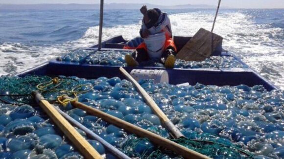 “Están matando todo tipo de animalitos”: Pescadores de Guaymas denuncian barcos sardineros