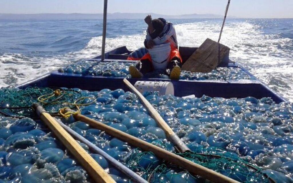 "Están matando todo tipo de animalitos": Pescadores de Guaymas denuncian barcos sardineros