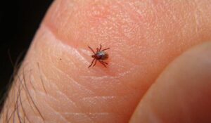 Rickettsia va a estar presente siempre en Guaymas: Karla Córdova