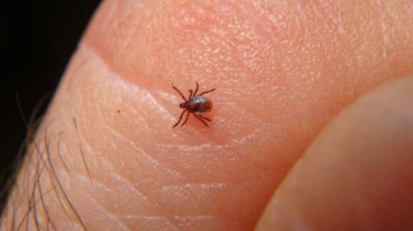 Rickettsia va a estar presente siempre en Guaymas: Karla Córdova