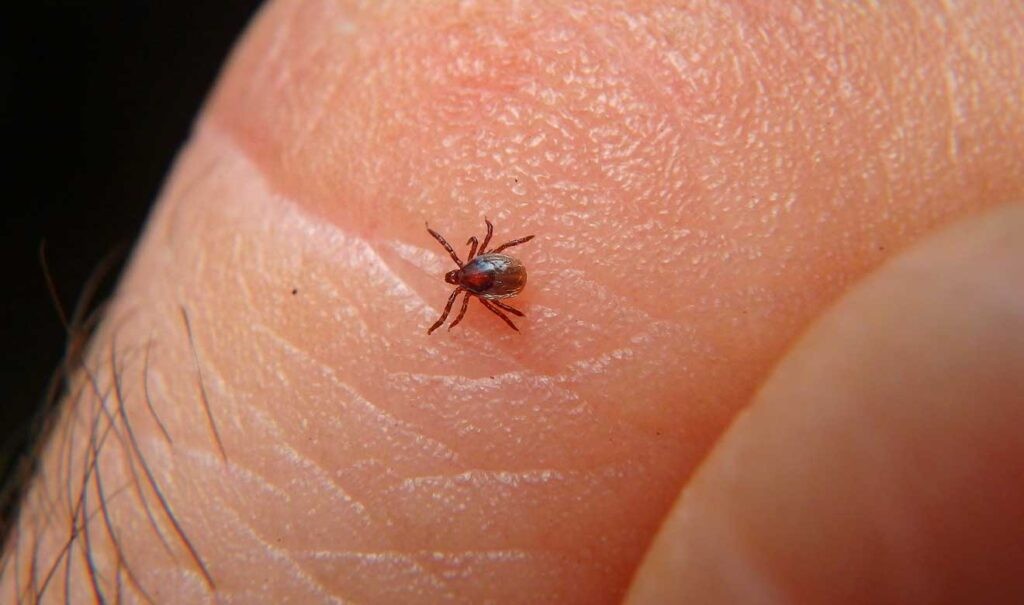 Rickettsia va a estar presente siempre en Guaymas: Karla Córdova